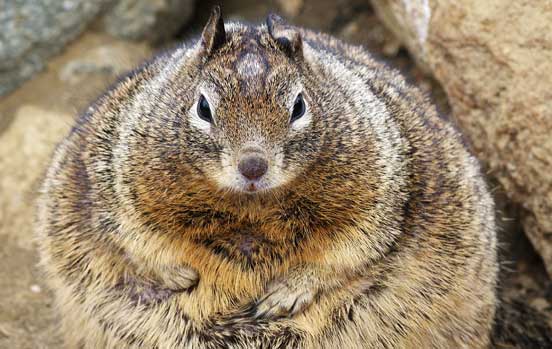 Too many nuts