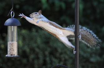 Squirrel, funny animal pic,