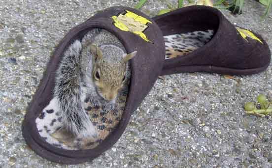 Squirrel asleep in slipper