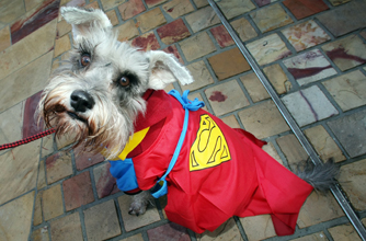 Superdog, funny animal pictures
