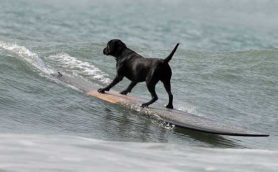 Dan Dan the surfing dog
