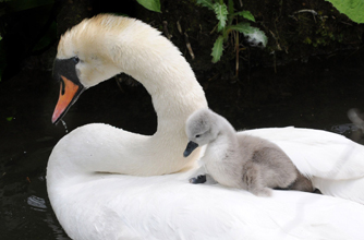 Swan and duckling