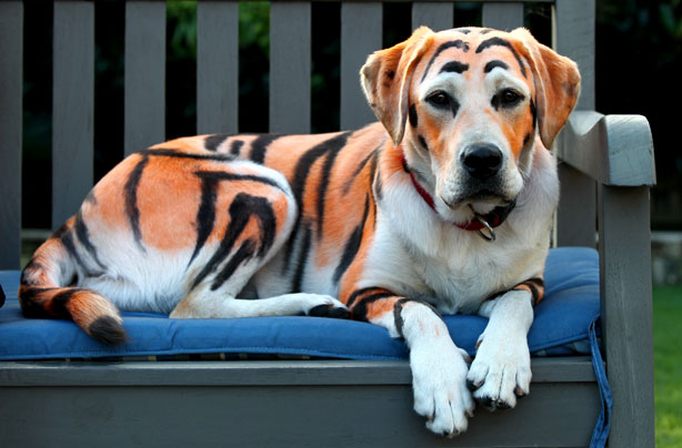 Tiger dog