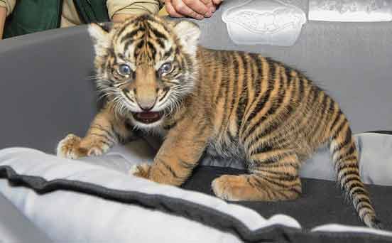Baby tiger