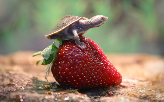 Funny animal pics