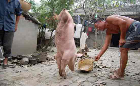 Two-legged pig