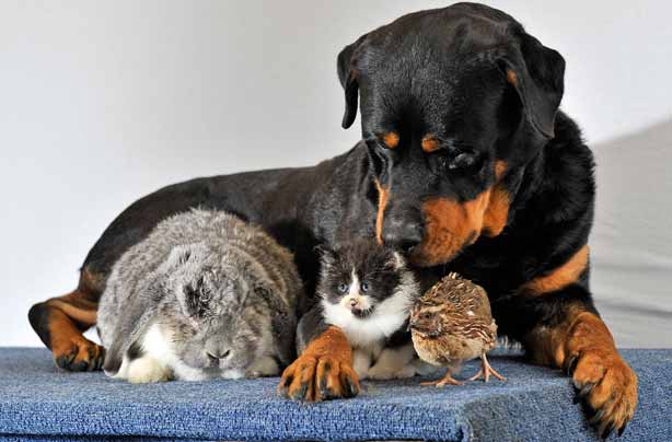 Save money pets credit Bruce Adams Daily Mail Rex Features