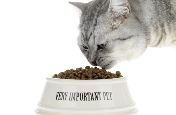 Save money pets