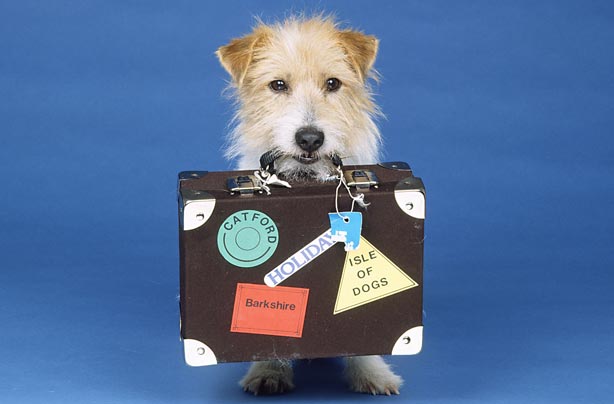 Save money pets