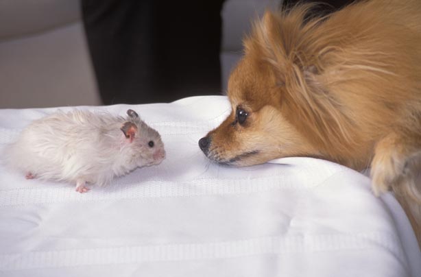 Save money pets 2 credit