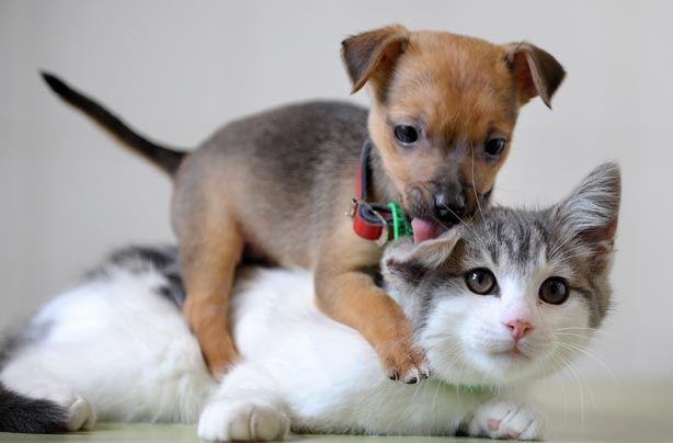 Save money pets