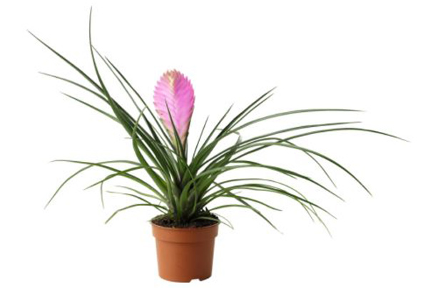 Plant: Brighten up your home for under a fiver