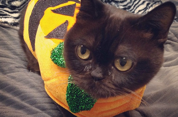 Halloween animals