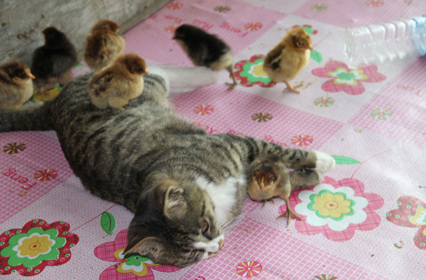 Cat with chicks