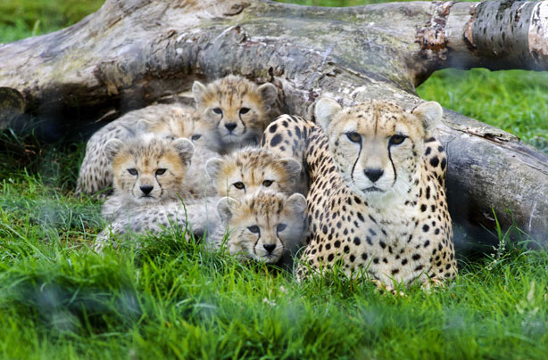 Cheetah and cubs