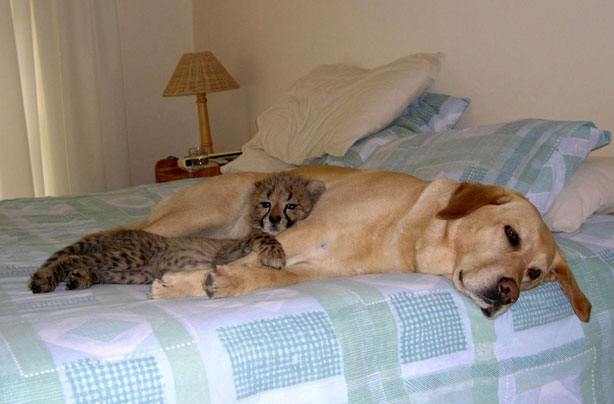 Dog and baby cheetah