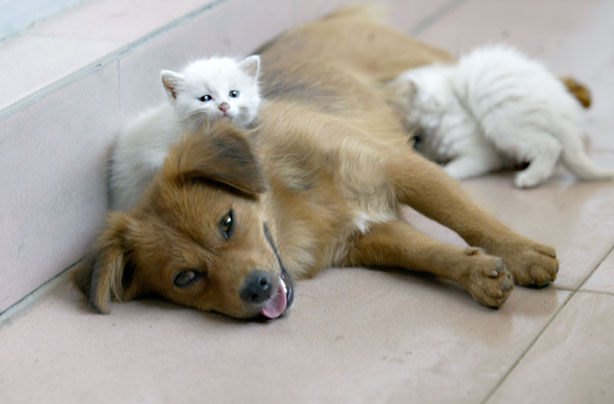 Dog and Kittens