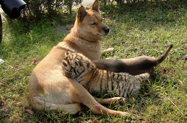 Dog and Tiger cub