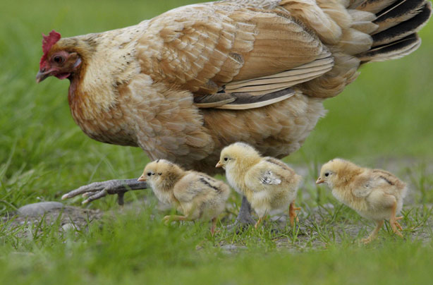Hen and Chicks