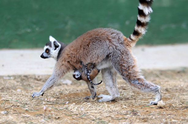 Lemur and baby