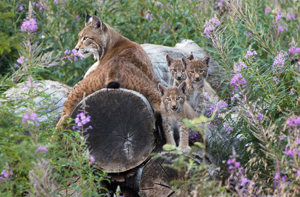 Lynx and her cubs