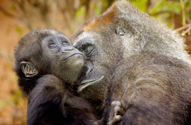 Mum and Baby Gorilla