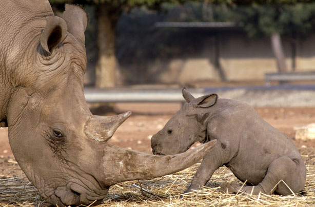 Mum and Baby Rhino