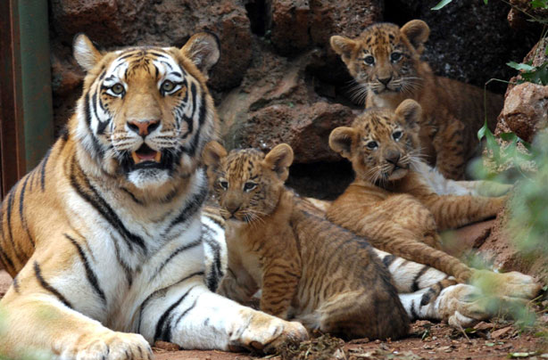 Mum and Liger Cubs