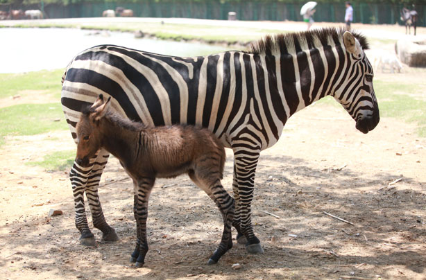 Mum and baby Donkra