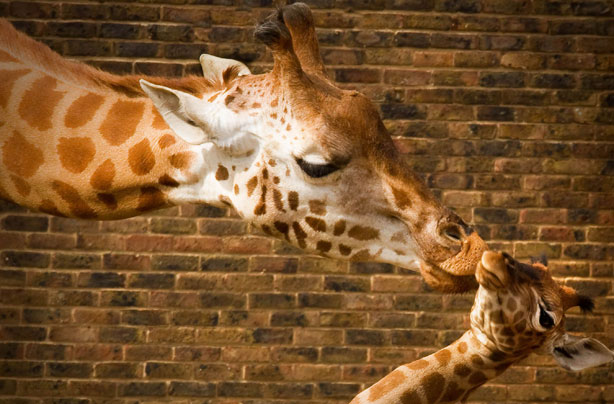 Mum and baby Giraffe