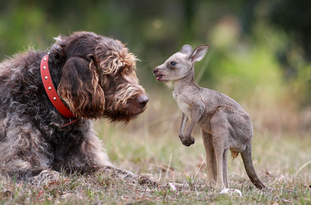 Mum and baby Joey