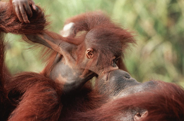 Mum and baby Orangutan