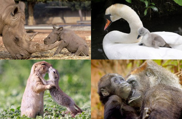 Mum and baby animals