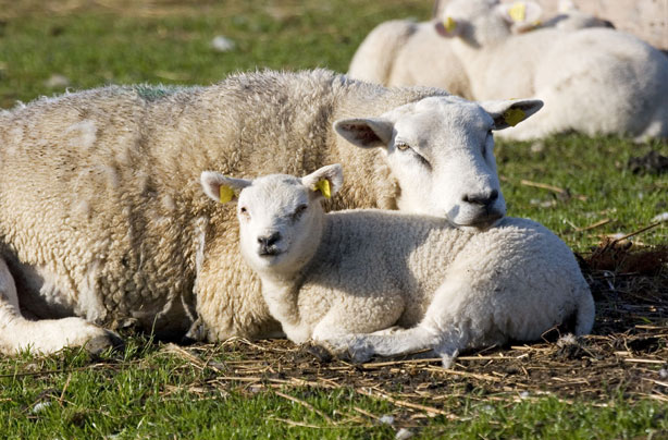 Mum and baby lamb