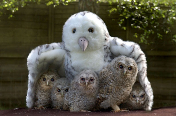 Toy Owl and Baby Owls