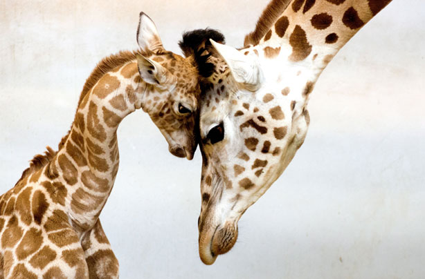 Baby giraffe pic