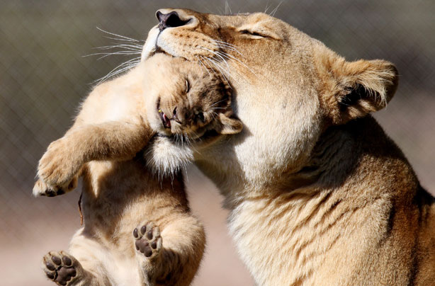 lion and baby