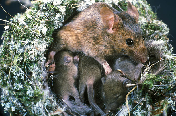 Mouse and Babies