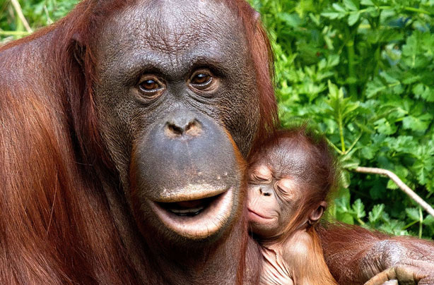 Mum gorilla and baby
