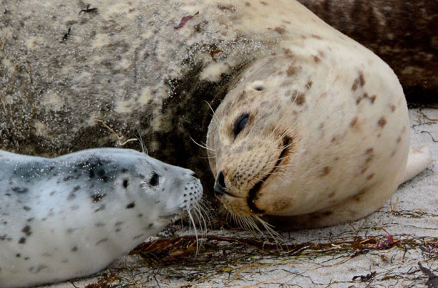 Mum seal and pup