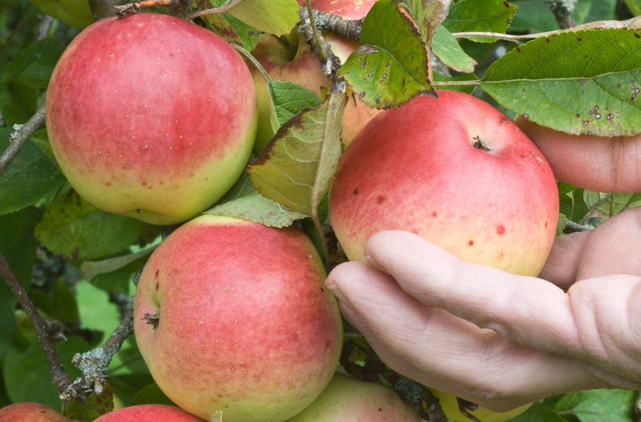 Apples
