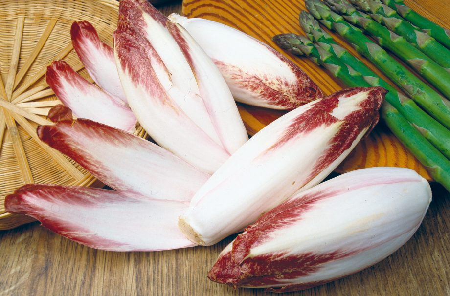 Chicory
