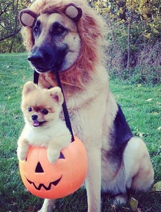 Halloween animals
