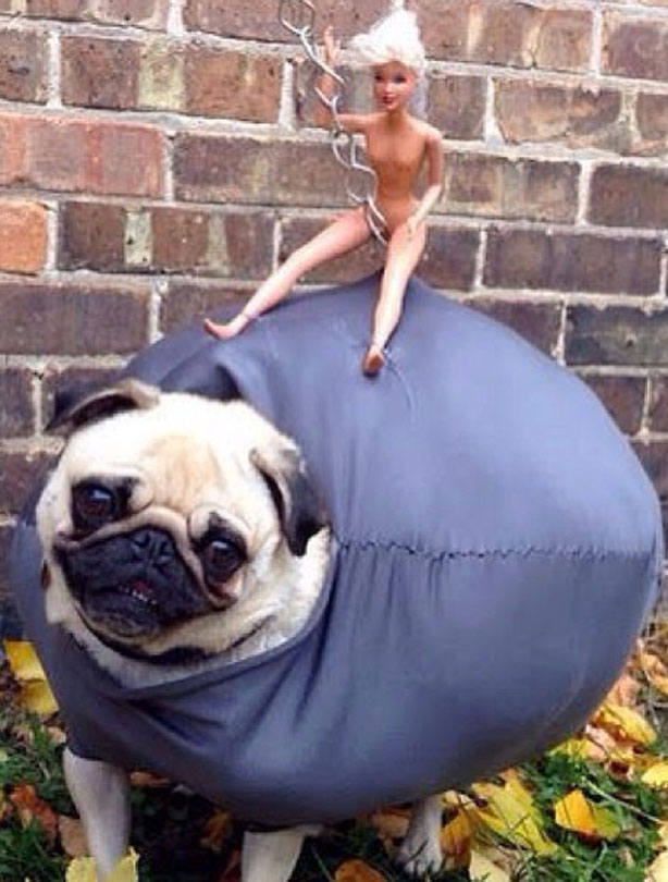 Halloween animals
