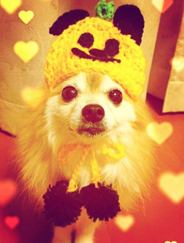 Halloween animals