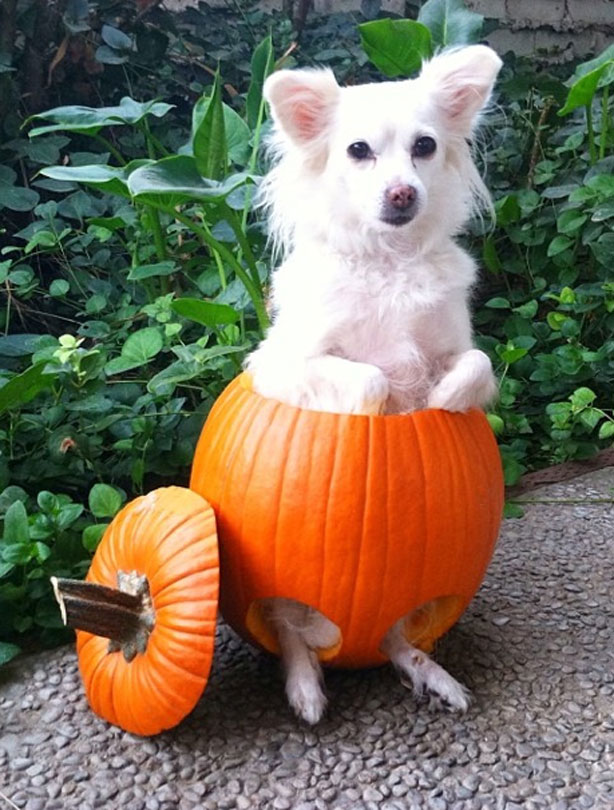 Halloween animals