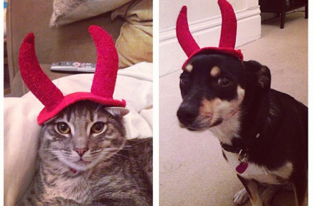 Halloween animals