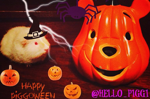 Halloween animals