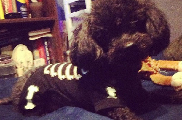 Halloween animals