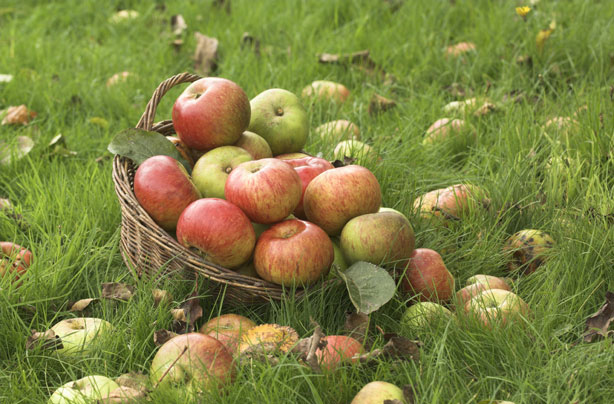 Apples